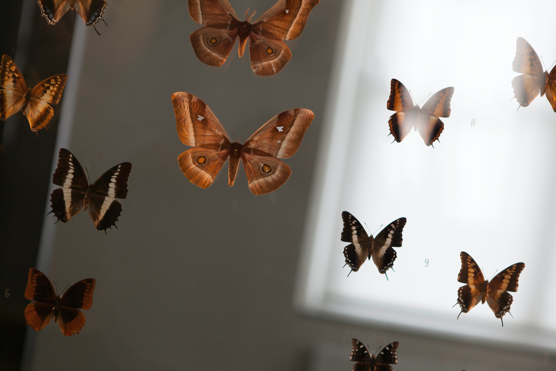 Nachhaltigkeit in Naturkundemuseen und Natur-Besucherzentren